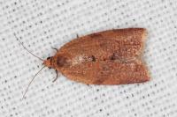 Clepsis consimilana