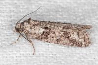 Cnephasia