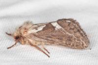 Korscheltellus lupulinus