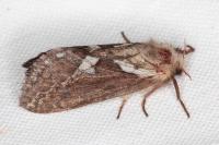 Korscheltellus lupulinus