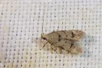 Teleiodes vulgella