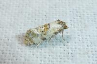 Neocochylis molliculana