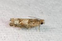 Crocidosema plebejana