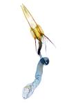Coleophora otidipennella