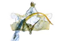 Coleophora lassella