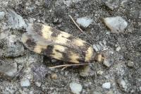 Oegoconia
