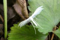 Pterophorus pentadactylus