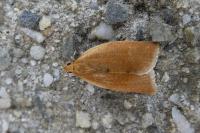 Clepsis consimilana