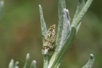 Aethes williana