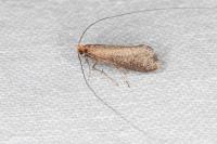 Nematopogon