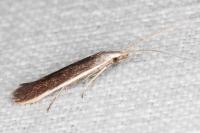 Coleophora albella