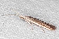 Coleophora albella