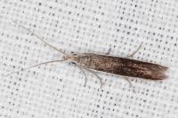 Coleophora albella
