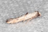 Epermenia aequidentella