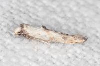 Epermenia aequidentella