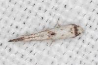 Epermenia aequidentella
