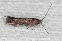 Aproaerema anthyllidella