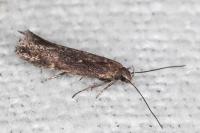 Aproaerema anthyllidella