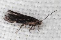 Aproaerema anthyllidella