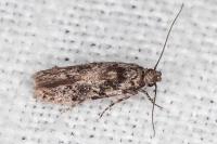 Carpatolechia decorella