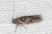 Carpatolechia decorella