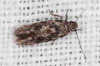Carpatolechia decorella