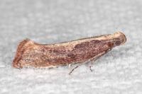 Acrolepiopsis vesperella