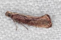 Acrolepiopsis vesperella