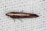 Acrolepiopsis vesperella