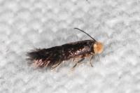Stigmella