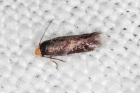 Stigmella