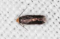 Stigmella