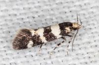 Denisia luctuosella