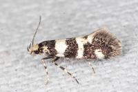 Denisia luctuosella