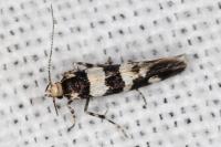 Denisia luctuosella