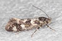 Denisia lutea