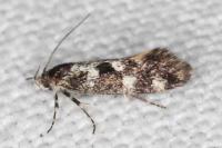 Denisia lutea