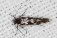 Denisia lutea