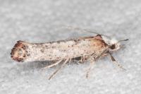 Pseudoswammerdamia combinella