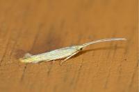Coleophora therinella