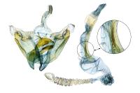 Coleophora therinella