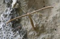 Emmelina monodactyla