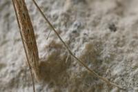 Emmelina monodactyla