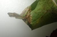 Phyllonorycter oxyacanthae