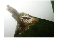 Phyllonorycter oxyacanthae