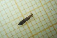 Phyllonorycter oxyacanthae