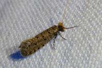 Ateliotum petrinella