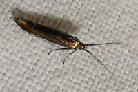 Coleophora