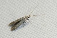 Coleophora