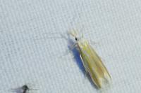 Coleophora